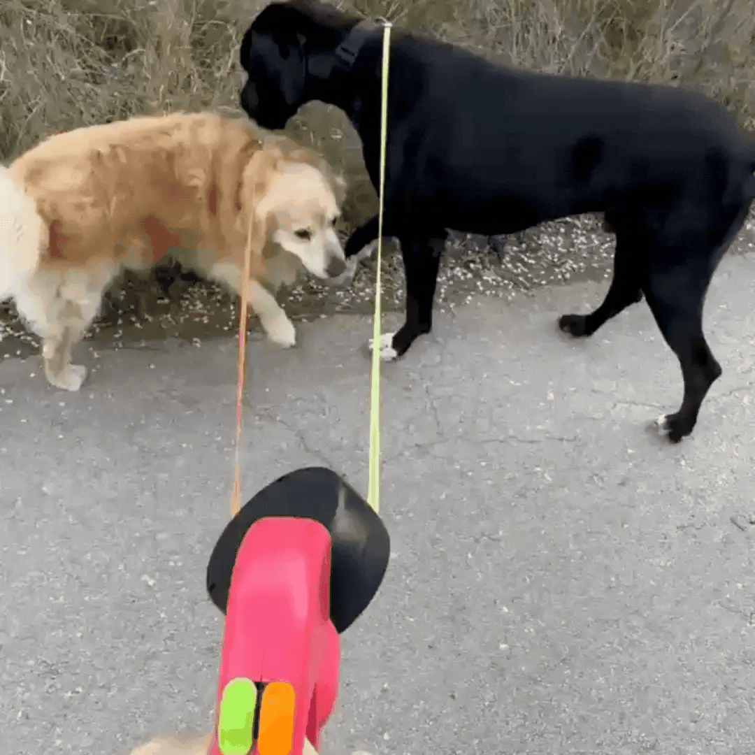 Lavily - Duo Anti-Tangle Leash
